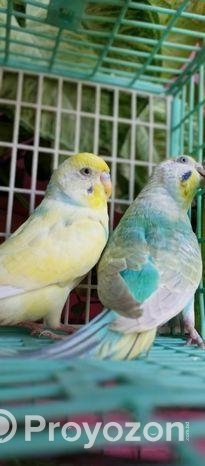Budgerigar bird