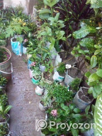 ভারমি সার বিক্রি করা হবে