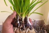 Zephyranthes minuta – রেন লিলি গাছ