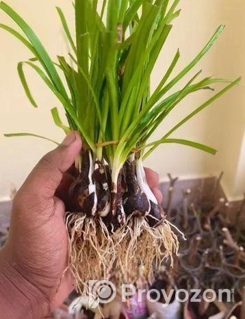 Zephyranthes minuta – রেন লিলি গাছ