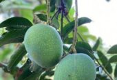 ফরমালিন মুক্ত রাজশাহীর আম