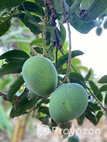 ফরমালিন মুক্ত রাজশাহীর আম