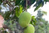 ফরমালিন মুক্ত রাজশাহীর আম