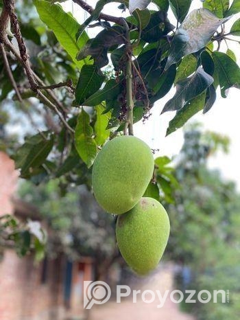ফরমালিন মুক্ত রাজশাহীর আম