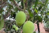ফরমালিন মুক্ত রাজশাহীর আম