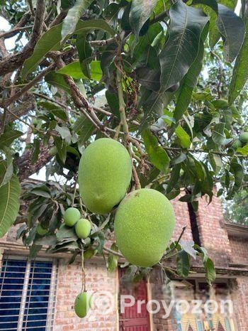 ফরমালিন মুক্ত রাজশাহীর আম