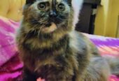 Persian Female Kitten