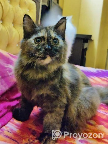 Persian Female Kitten