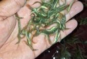 তারাবাইম মাছের পোনা