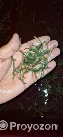 তারাবাইম মাছের পোনা