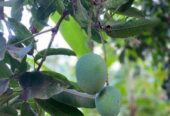 ফরমালিন মুক্ত রাজশাহীর আম