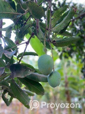 ফরমালিন মুক্ত রাজশাহীর আম