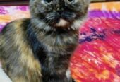 Persian Female Kitten