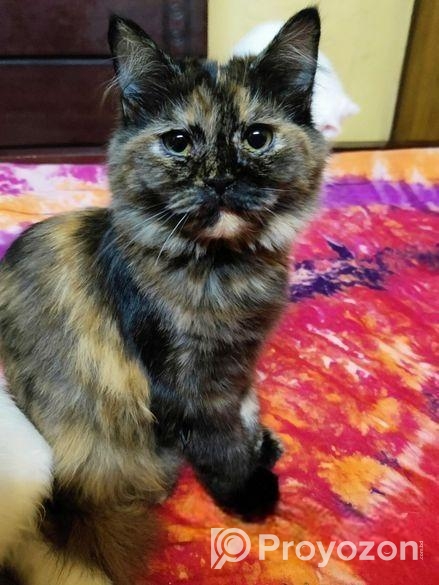 Persian Female Kitten