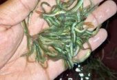 তারাবাইম মাছের পোনা