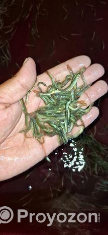 তারাবাইম মাছের পোনা