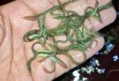 তারাবাইম মাছের পোনা