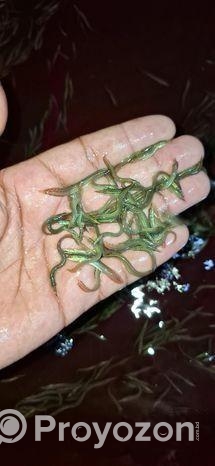 তারাবাইম মাছের পোনা