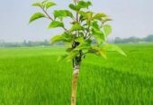 চিলি সিরিজের মাল্টিগ্রাফটিং ৫ কালার বাগান বিলাশ