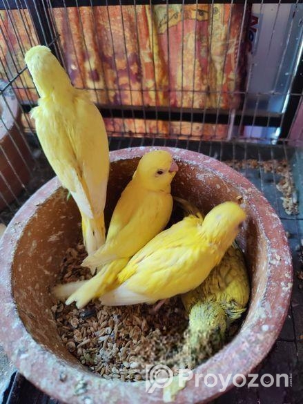 Tame size budgie bird