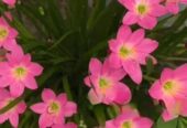 Zephyranthes minuta – রেন লিলি গাছ