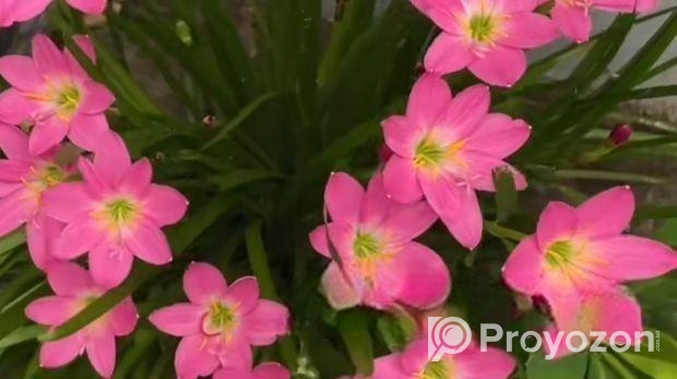 Zephyranthes minuta – রেন লিলি গাছ