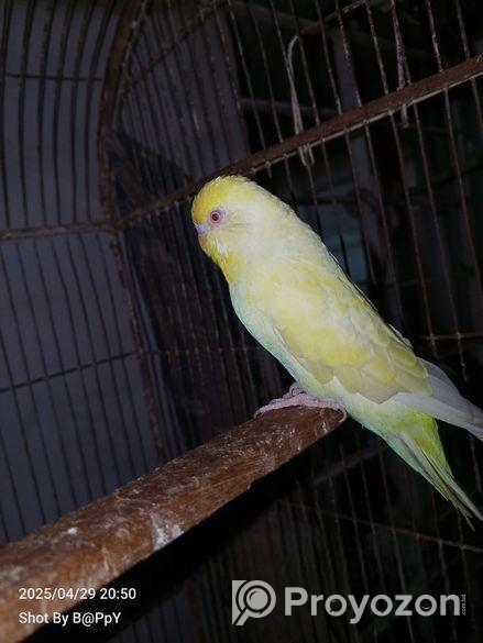 রেড আই বাংলিশ এডাল্ট মেল