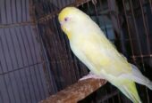 রেড আই বাংলিশ এডাল্ট মেল
