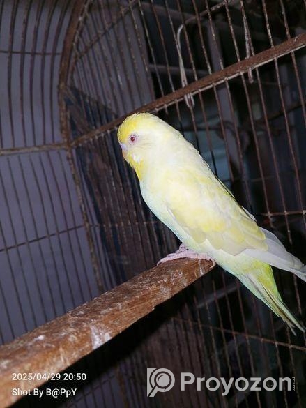 রেড আই বাংলিশ এডাল্ট মেল