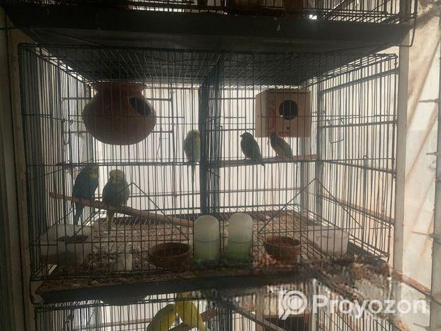 Pakhir Khacha ‍Sell Hobe