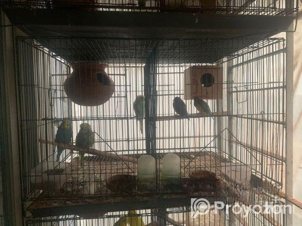 Pakhir Khacha ‍Sell Hobe
