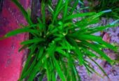Zephyranthes minuta – রেন লিলি গাছ