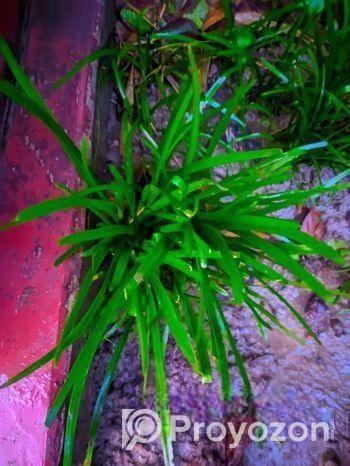 Zephyranthes minuta – রেন লিলি গাছ