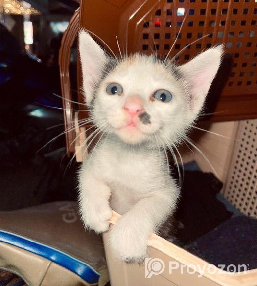 Cute Cat Sell Post