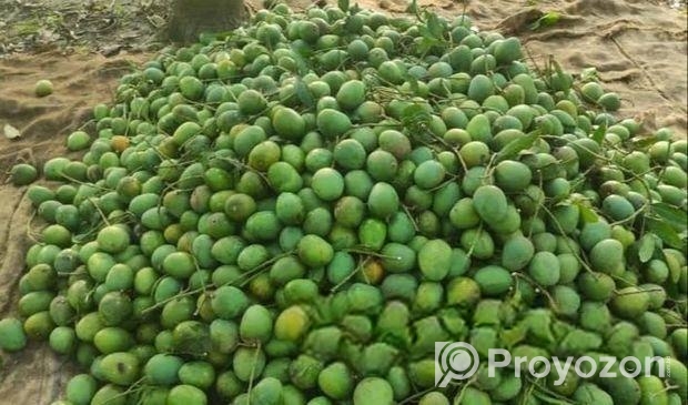রাজশাহীর হিমসাগর
