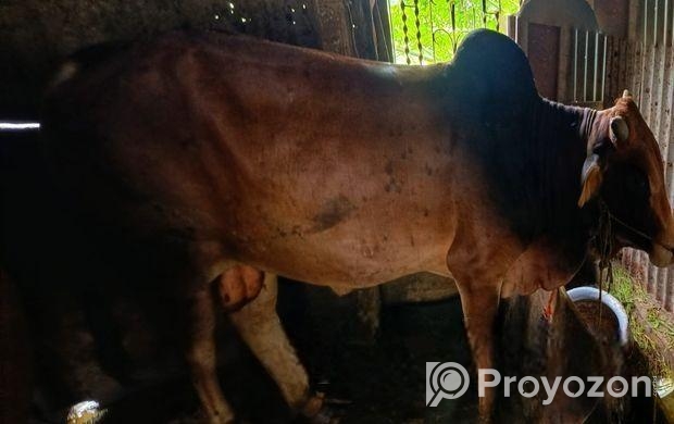 বাড়ির গরু বিক্রি হবে