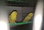 Lutino budgerigar