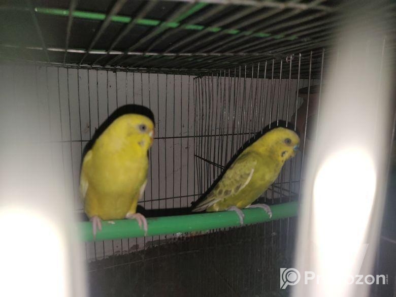 Lutino budgerigar