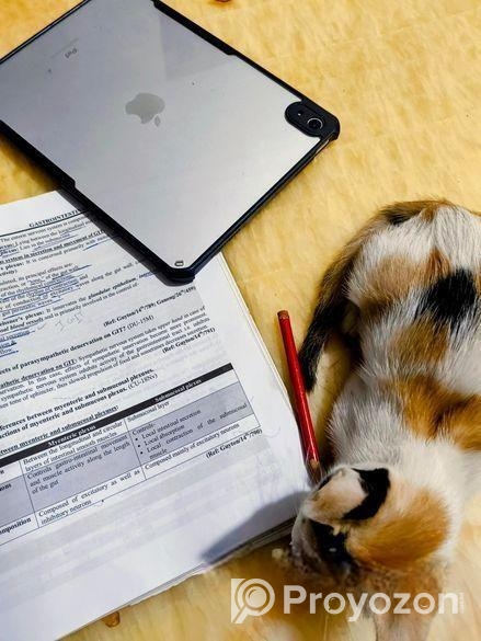 Cute Cat Sell Post