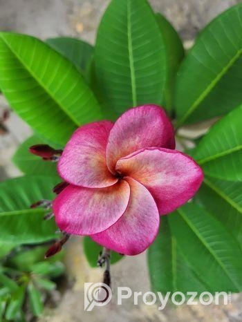 কাঠগোলাপ J4