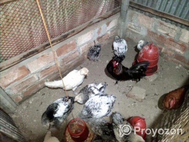 বিদেশি কিছু রানিং মুরগি সেল হবে