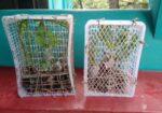 মিষ্টি আঙুর চারা