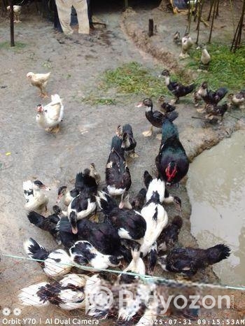 ৪০ টা চিনা হাস