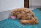 Persian Female Cat