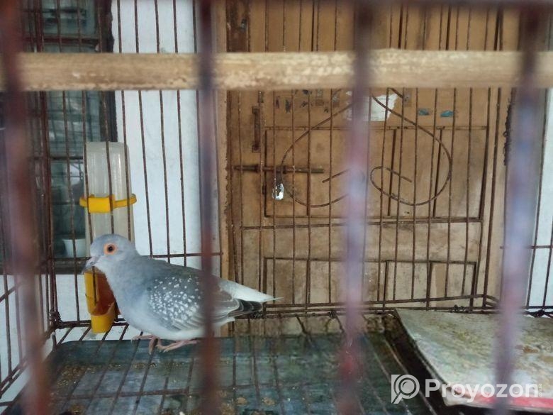 Diamond Dove (ডায়মন্ড ঘুঘু)