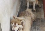 Pure Husky