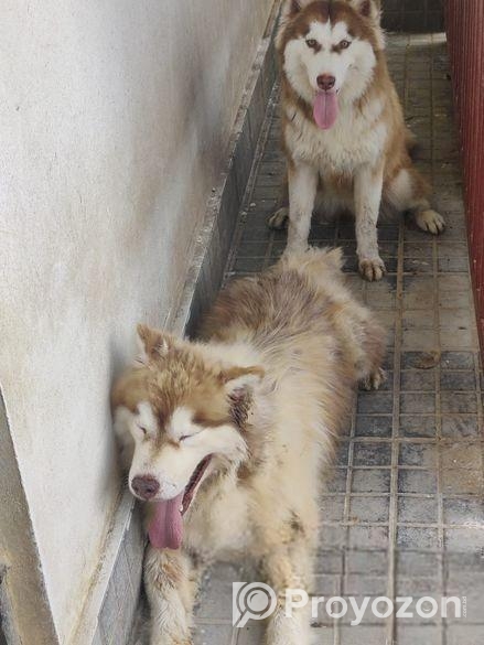 Pure Husky