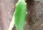 ড্রাগন ফল