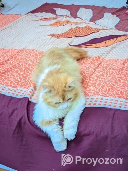 Persian Cat