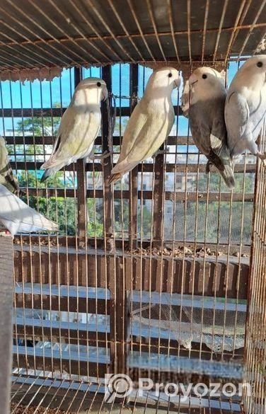 Love Bird